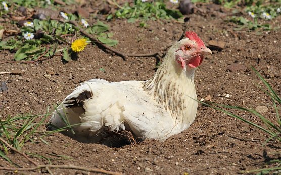 Symbolbild - Henne - Aufhebung der Stallpflicht im Unstrut-Hainich-Kreis (Foto: Eva Maria Wiegand) Symbolbild - Henne - Aufhebung der Stallpflicht im Unstrut-Hainich-Kreis (Foto: Eva Maria Wiegand)