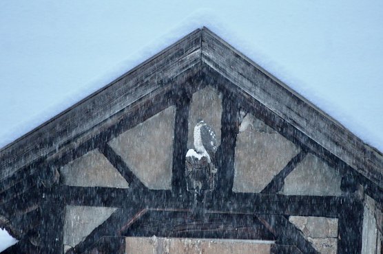 Sperberweibchen  (Foto: Eva Maria Wiegand)