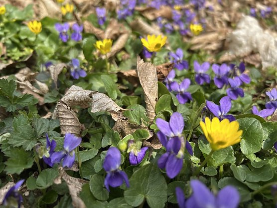 Symbolbild Fr&uuml;hling (Foto: agl)