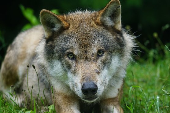Wolf (Symbolbild) (Foto: Marcel Langthim auf Pixabay)
