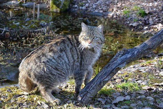 Wildkater Waro (Foto: Katrin Vogel )