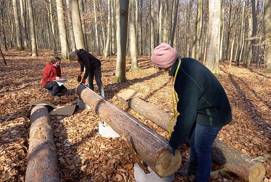 Totholz-Forschungsprojekt (Foto: S. Pompe) Totholz-Forschungsprojekt (Foto: S. Pompe)