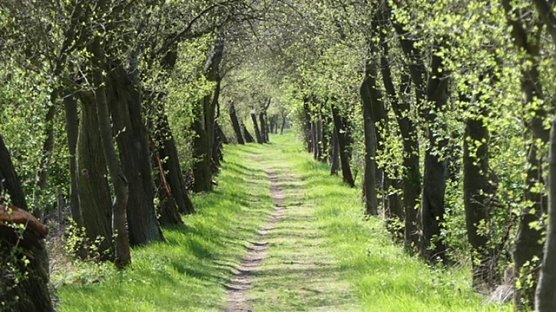 Erstes zartes Gr&uuml;n.  (Foto: Volker Weickert)