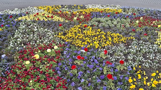 Buntes Blumenbeet-Momentaufnahme - Foto 1 (Foto: Claudia Fabriz)