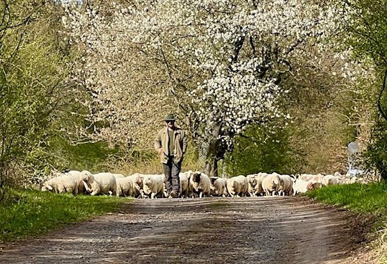 Schafherde mit Sch&auml;fer (Foto: Diana Kupfer)