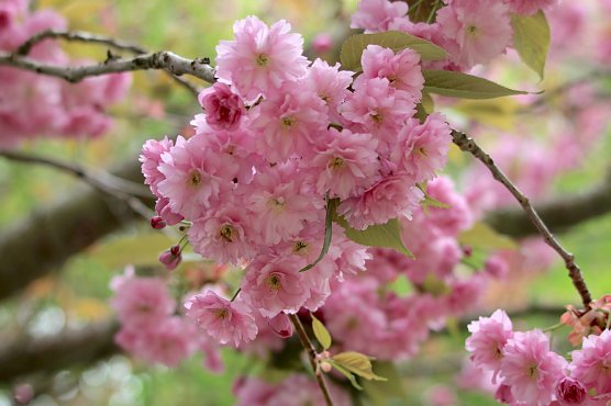 Japanische Kirschbl&uuml;ten im Jap. Garten Bad Langensalza  (Foto: Eva Maria Wiegand)