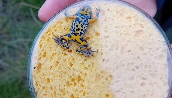 Jede Gelbbauchunke hat ihr individuelles Muster auf dem Bauch  (Foto: Sarah Ziegler)