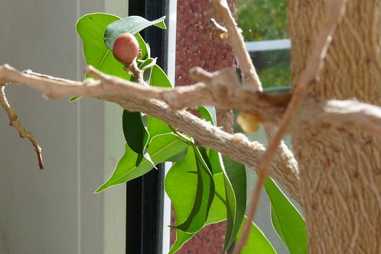 Birkenfeige  (Foto: Karl-Heinz Herrmann)
