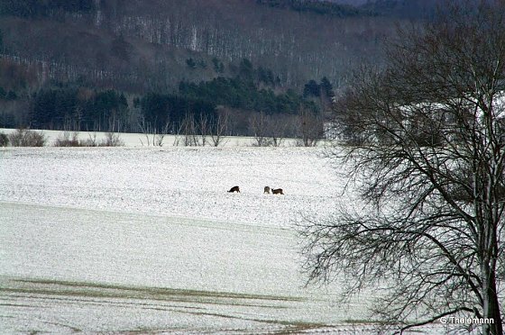 Bild: Wetter-Bild