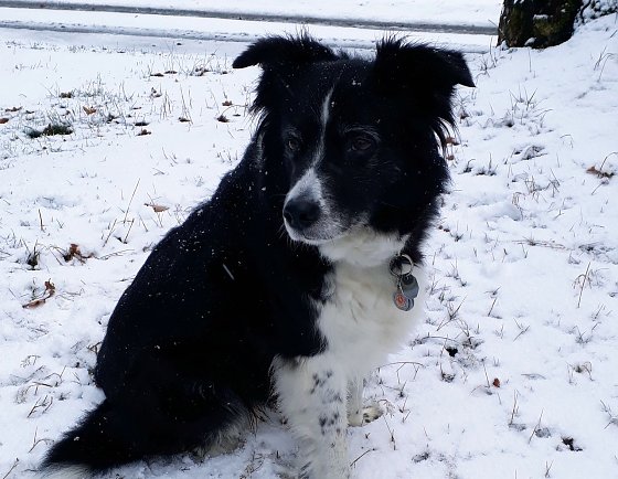 Bild: "Cira von Sophienhof" im ersten Schnee