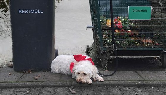Bild: Tiere sind keine Weihnachtsgeschenke