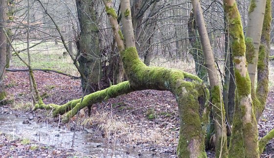 Bild: Wetterbild