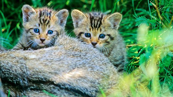 Bild: Junge Wildkatzen