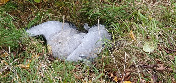 Bild: Toter Kranich bei Kelbra