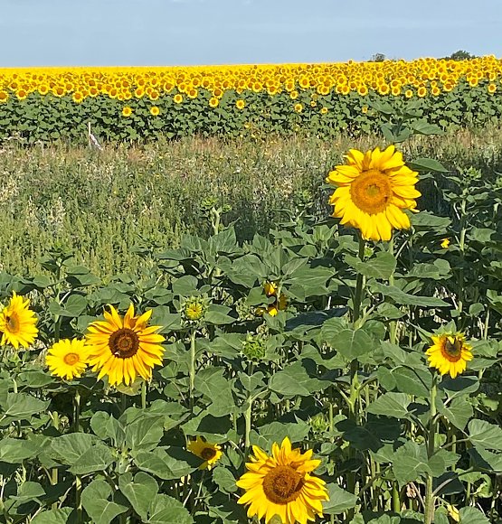 Bild: Sonnenblumenfeld bei einer Wanderung bei Rastenberg (2023)