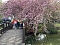 Hanami im Japanischen Garten Bad Langensalza