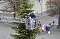 Gro&szlig;e Weihnachtsbaumschm&uuml;ck-Aktion auf dem T&ouml;pfermarkt in Bad Langensalza