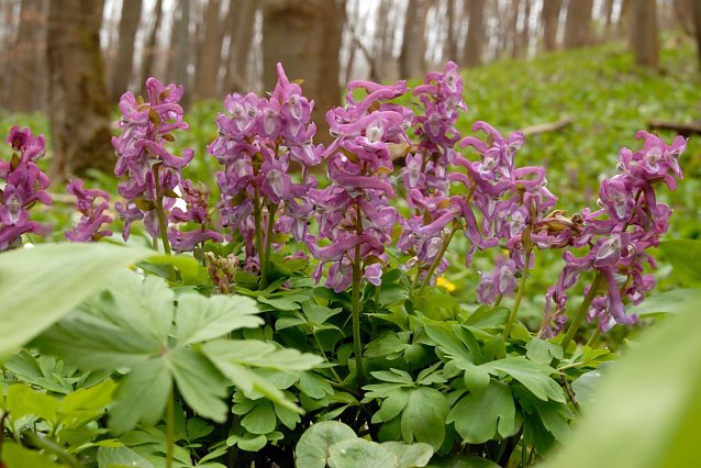 Bild: Hohler Lerchensporn ���������������������������������