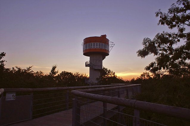 Bild: Der Lebensraum Baumkronen ist spannend � besonders bei Tagesanbruch, wenn das Leben im Hainich erwacht, und zum Sonnenuntergang, wenn es im Wald stiller wird und die nachtaktiven Tiere zu beobachten sind.