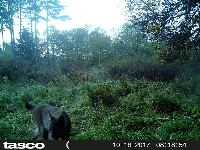 Bild: In der vergangenen Woche ist im M&uuml;hlh&auml;user Stadtwald mit einer automatischen Wildkamera ein Luchs aufgenommen worden.