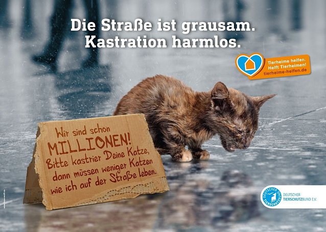 Bild: Mit der Kampagne Die Stra&szlig;e ist grausam. Kastration harmlos. macht der Deutsche Tierschutzbund auf die Wichtigkeit der Katzenkastration aufmerksam.