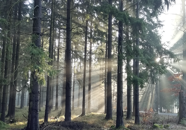 Bild: Sonne im S&uuml;dharz