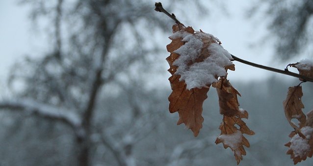 Bild: Winter