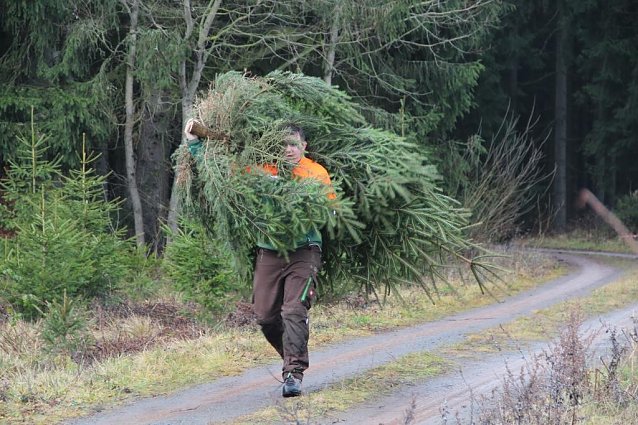 Bild: Tipps vom F&ouml;rster rund um den Weihnachtsbaum