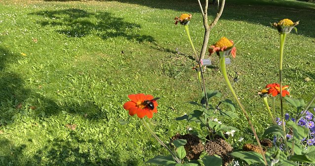 Bild: Herbstwiese