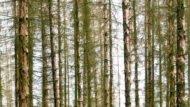 Bild: Der Borkenk&auml;fer macht auch 2021 vielen Waldbesitzenden in Th&uuml;ringen schwer zu schaffen � die Folgen des Klimawandels sind in den W&auml;ldern un&uuml;bersehbar