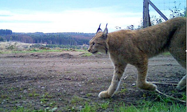 Bild: Luchs bei Ilfeld
