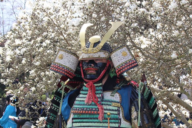 Bild: Beeindruckende Krieger posieren vor erbl&uuml;hten B&auml;umen: Hanami in Bad Langensalza