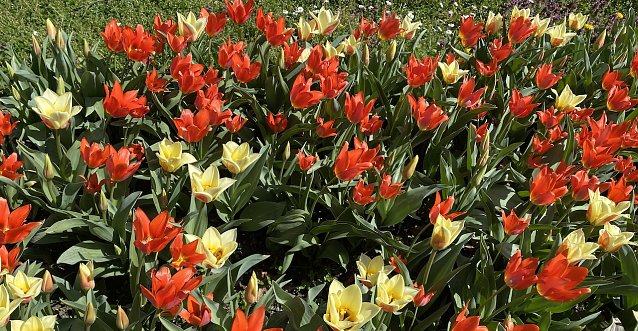Bild: Blumenwiese im Arboretum Bad Langensalza