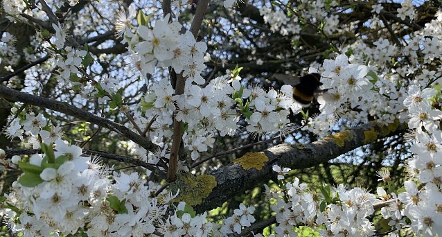 Bild: Warme Fr&uuml;hlingstage lassen weiterhin auf sich warten