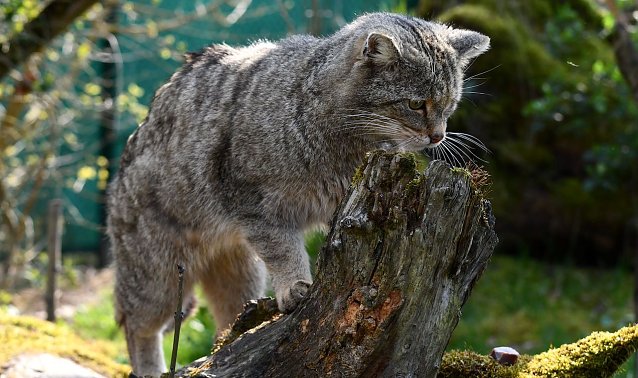 Bild: Wildkater Toco im Wildkatzendorf H&uuml;tscheroda