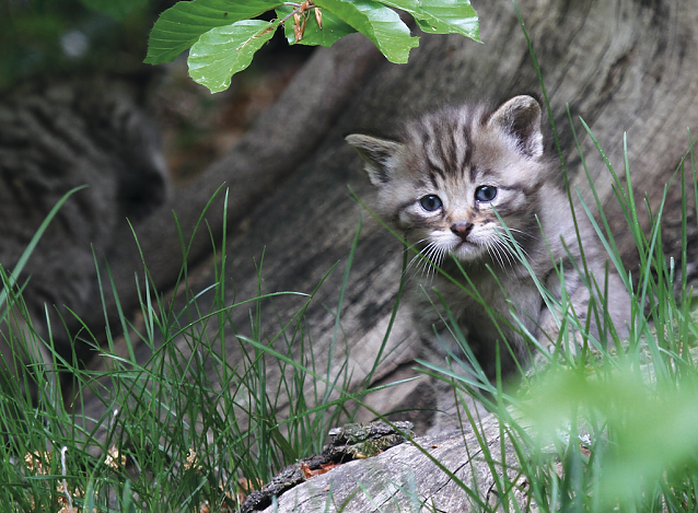 Bild: Eine junge Wildkatze ist leicht mit einer Hauskatze zu verwechseln