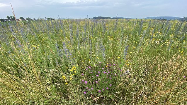 Bild: Sommerwiese