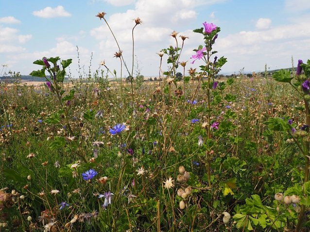 Bild: Bl&uuml;tenpracht am Feldrand