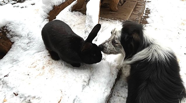 Bild: Trotz der Unterschiede gehen unsere Tiere sehr respektvoll miteinander um