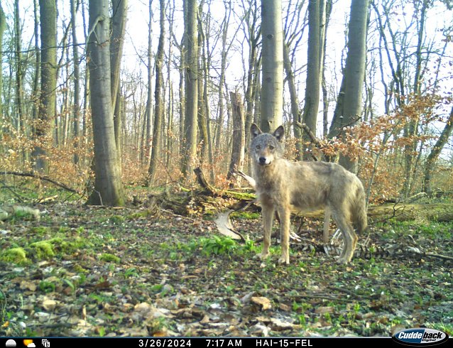 Bild: Ein Jungwolf auf der Durchreise wurde im Nationalpark Hainich gesichtet