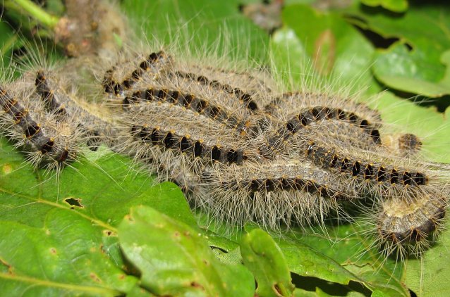 Bild: Achtung giftige Brennhaare: Die Gespinste wie auch die Raupen des Eichenprozessionsspinners k&ouml;nnen Waldbesucher gef&auml;hrden � Umsicht ist gefragt