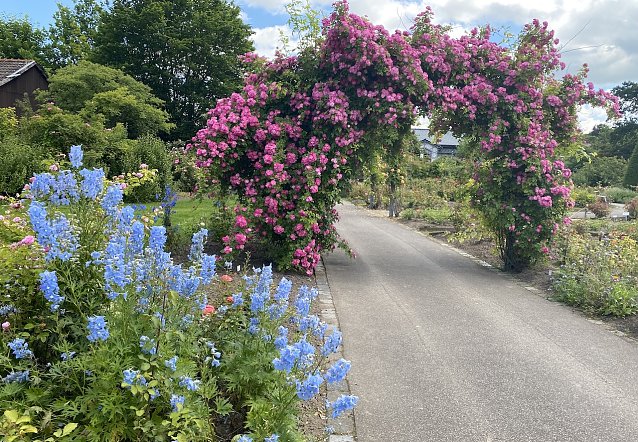 Bild: Rosengarten in Bad Langensalza in seiner ganzen Bl&uuml;tenpracht