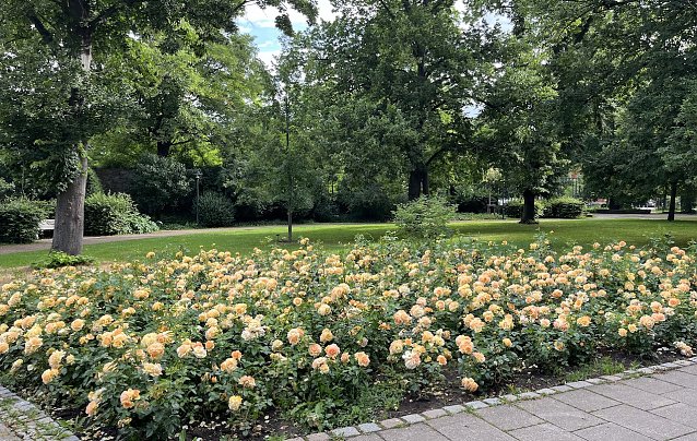 Bild: Rosenbeet im Kurpark Bad Langensalza