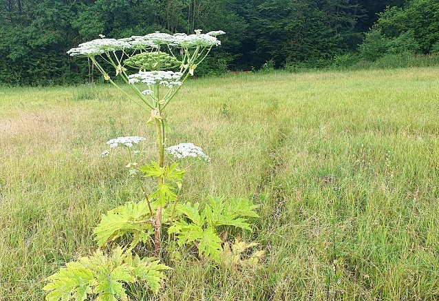 Bild: Dieses Exemplar steht nur rund 50 Meter vom im Naturschutzgebiet liegenden Igelsumpf mit seinen vielen bedrohten Arten entfernt. 