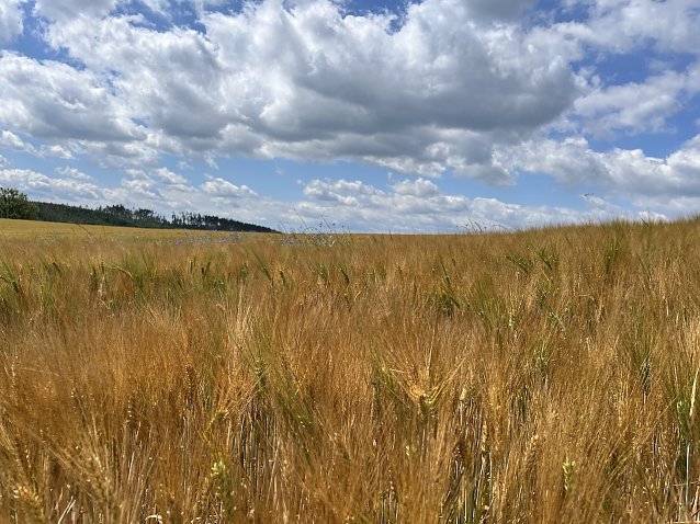 Bild: Wetter