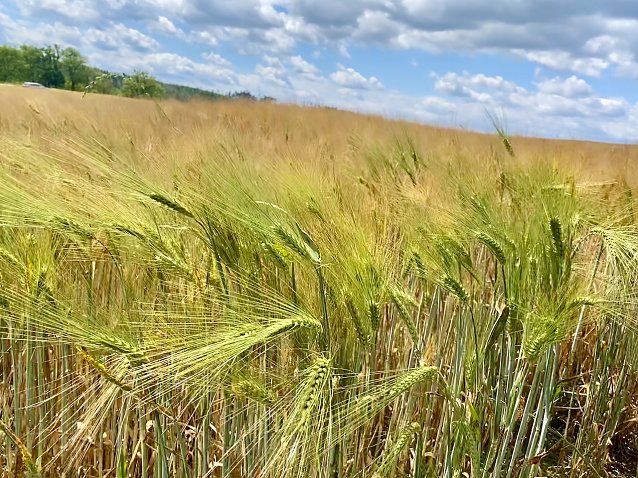 Bild: Kornfeld