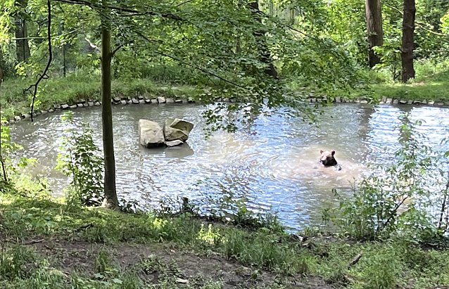Bild: Abk&uuml;hlung im B&auml;renpark Worbis