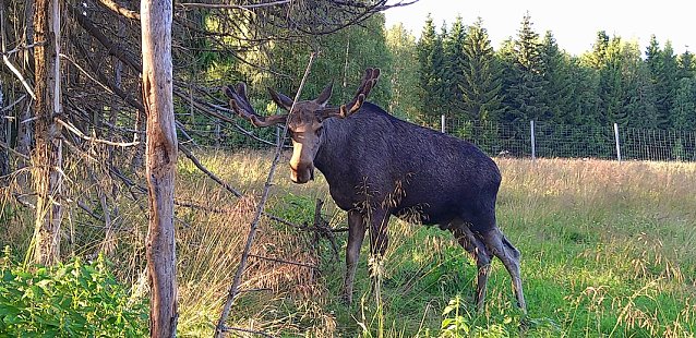 Bild: Elch Park - "V&auml;rmlands Moose Park"