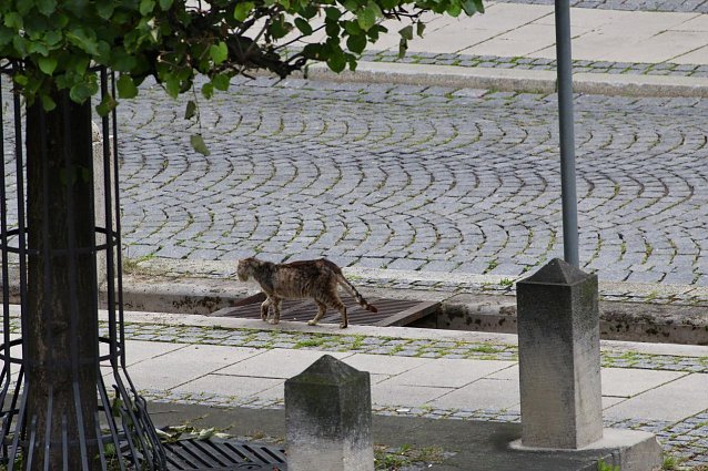Bild: Wer vermisst in Bad Langensalza seine Katze/ sein Kater?