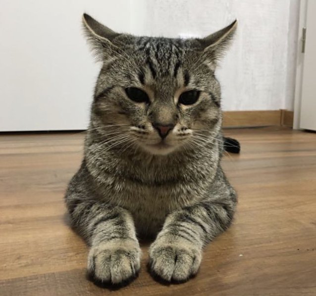 Bild: Kater Charly wird vermisst